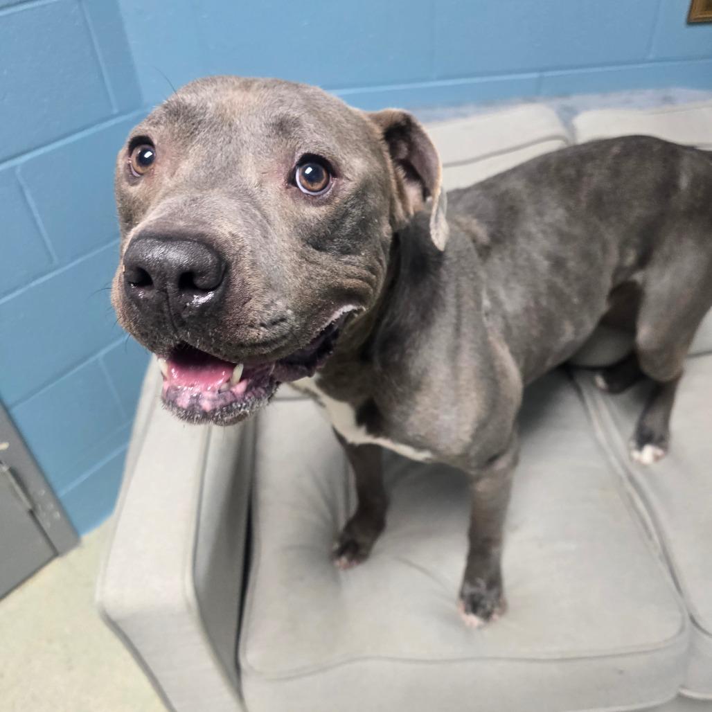 Enlarge Watson (King), a Adoptable Mixed Breed in Windsor, VA image 5/5