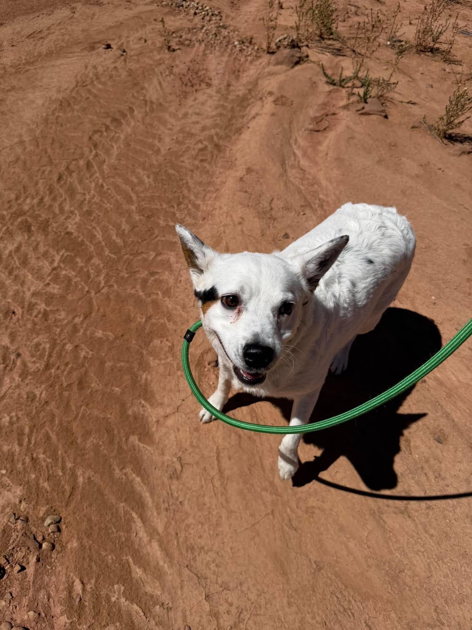 Enlarge Pippa, a ADOPTABLE mixed breed in Roosevelt, UT image 2/6