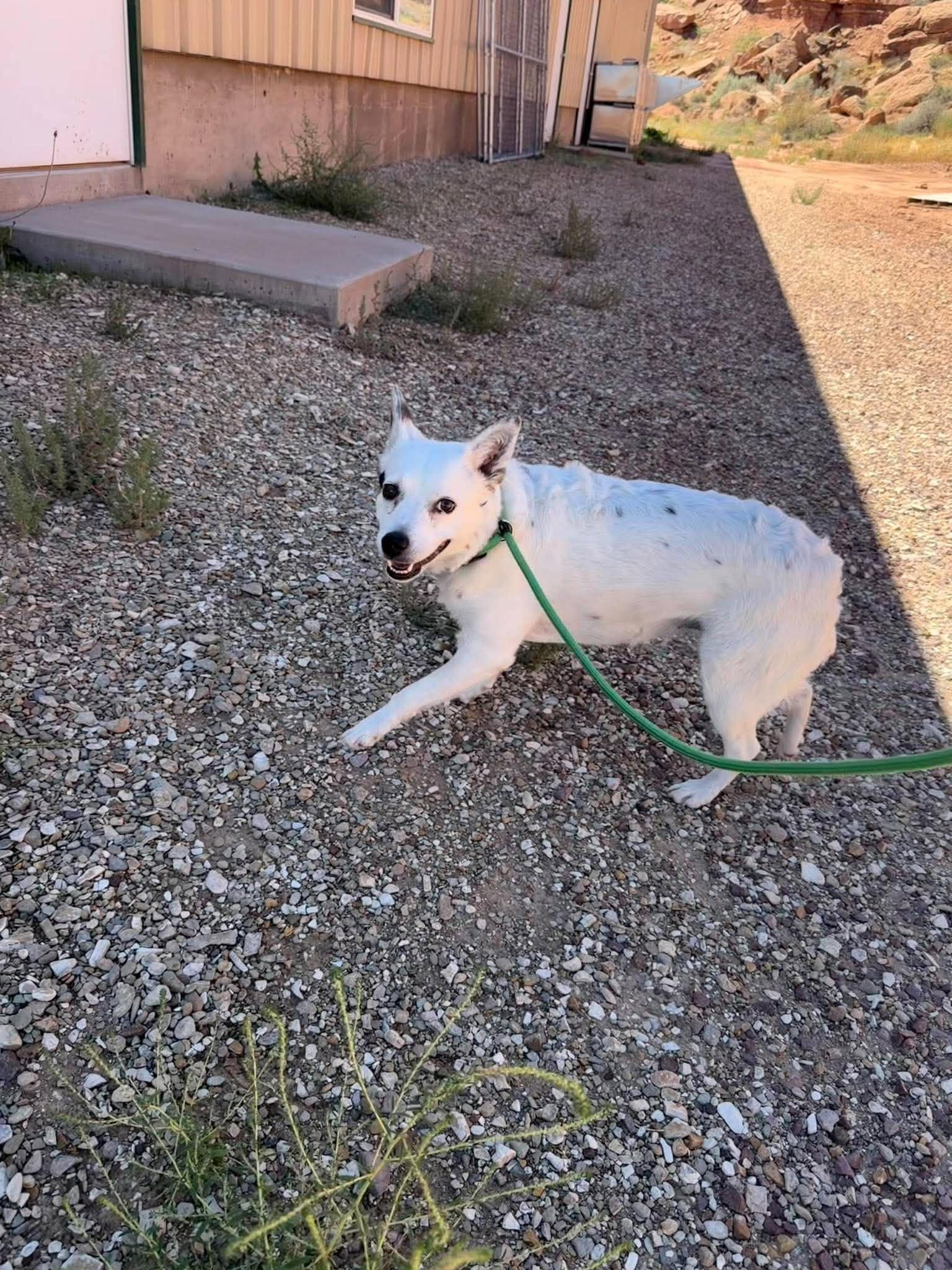 Enlarge Pippa, a ADOPTABLE mixed breed in Roosevelt, UT image 6/6