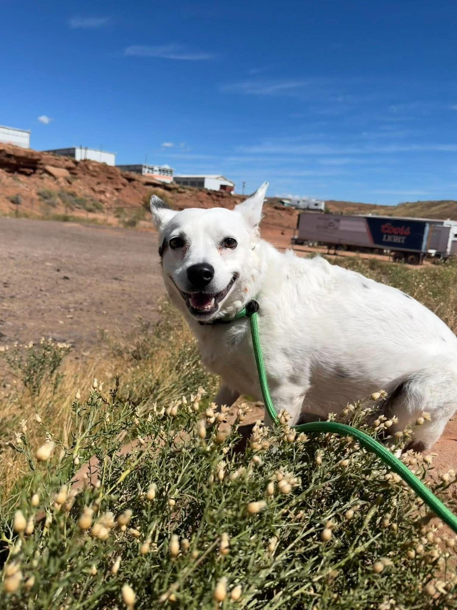 Enlarge Pippa, a ADOPTABLE mixed breed in Roosevelt, UT image 1/6