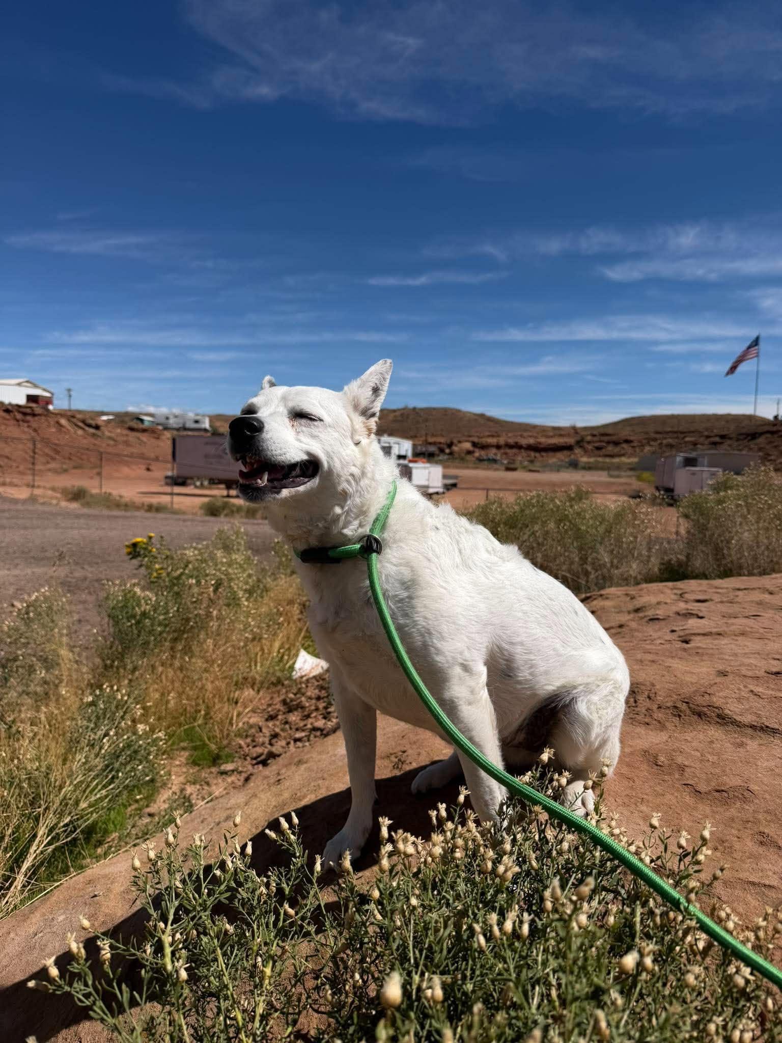 Enlarge Pippa, a ADOPTABLE mixed breed in Roosevelt, UT image 5/6