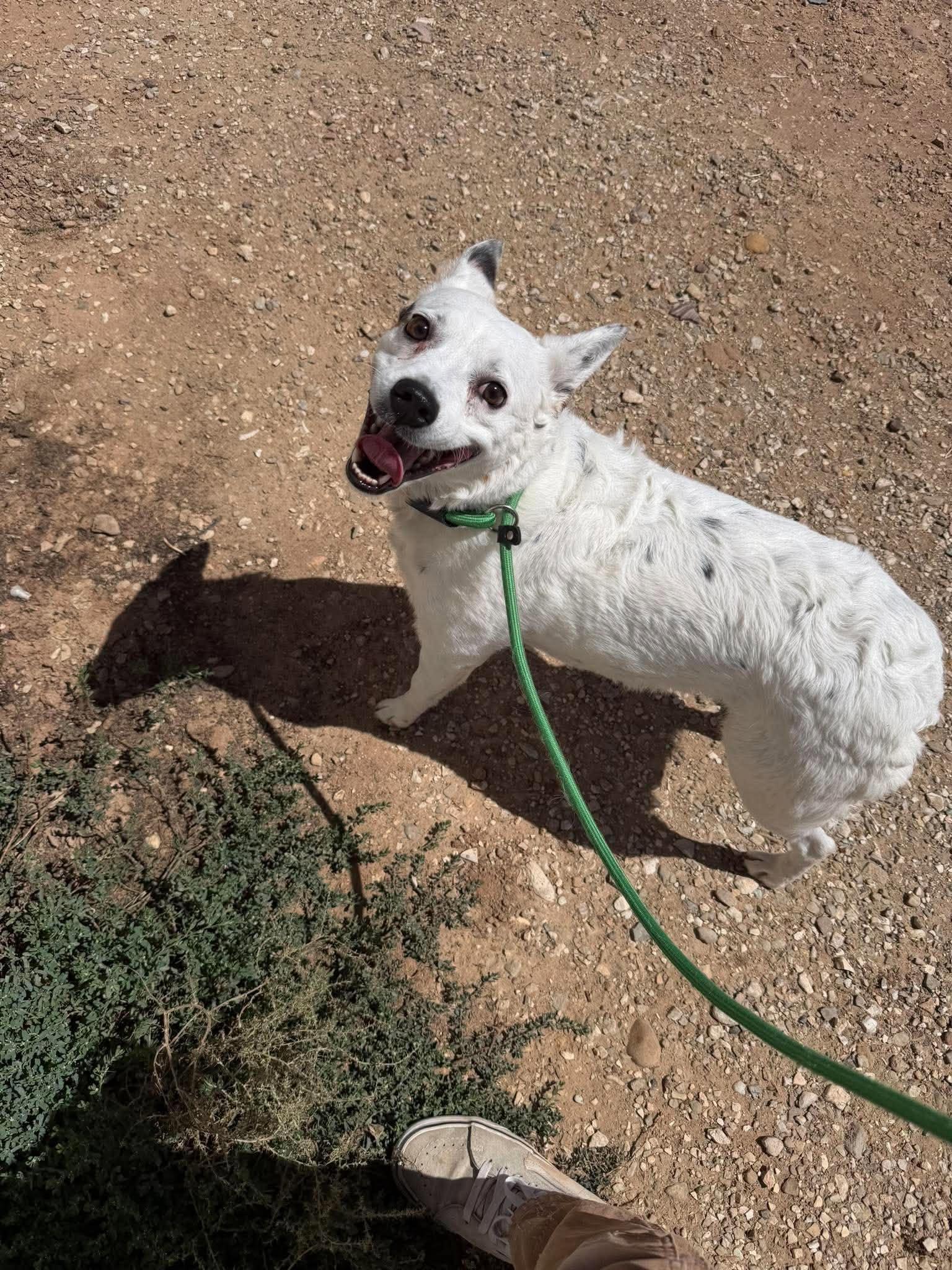 Enlarge Pippa, a ADOPTABLE mixed breed in Roosevelt, UT image 3/6