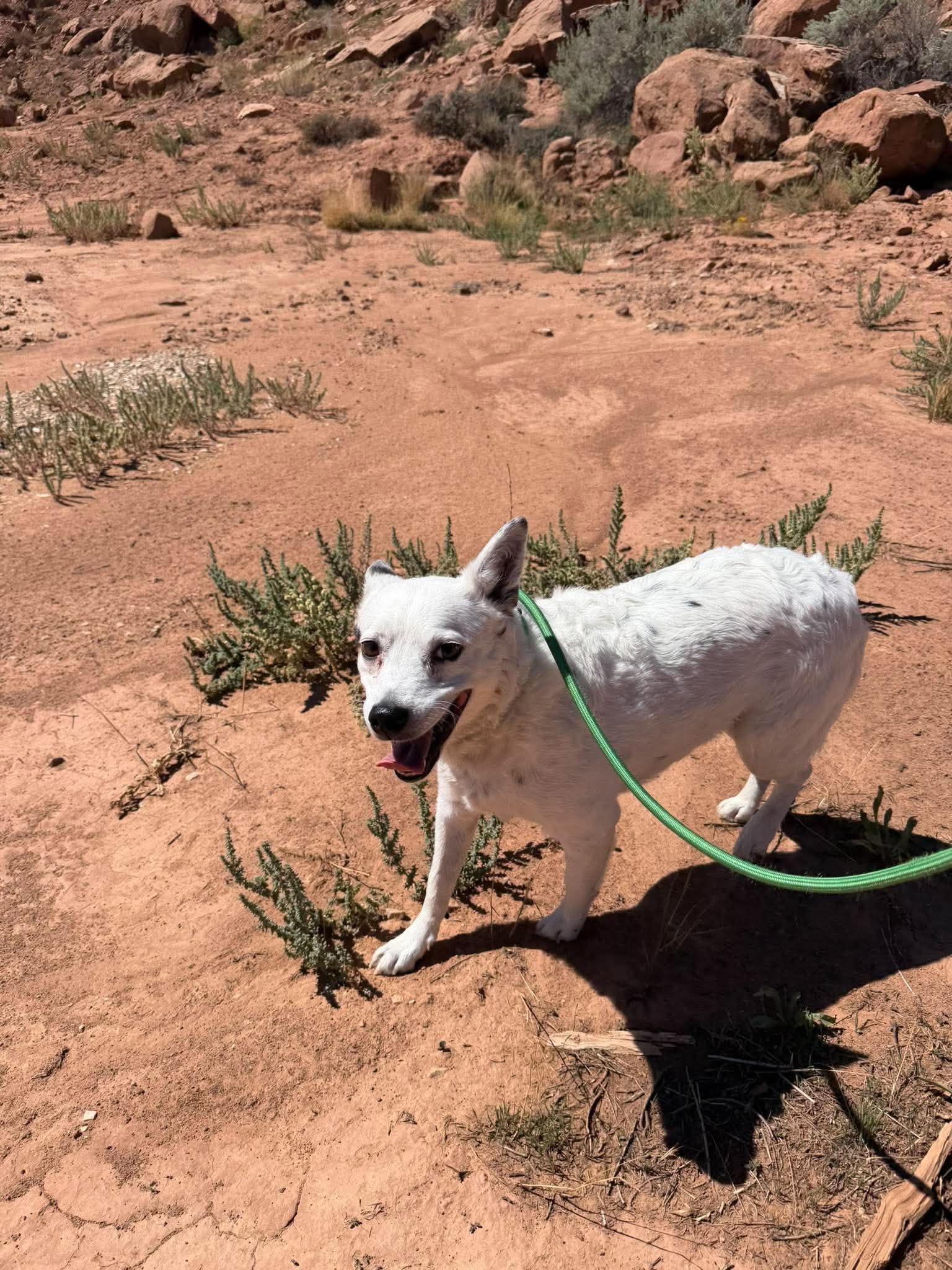 Enlarge Pippa, a ADOPTABLE mixed breed in Roosevelt, UT image 4/6
