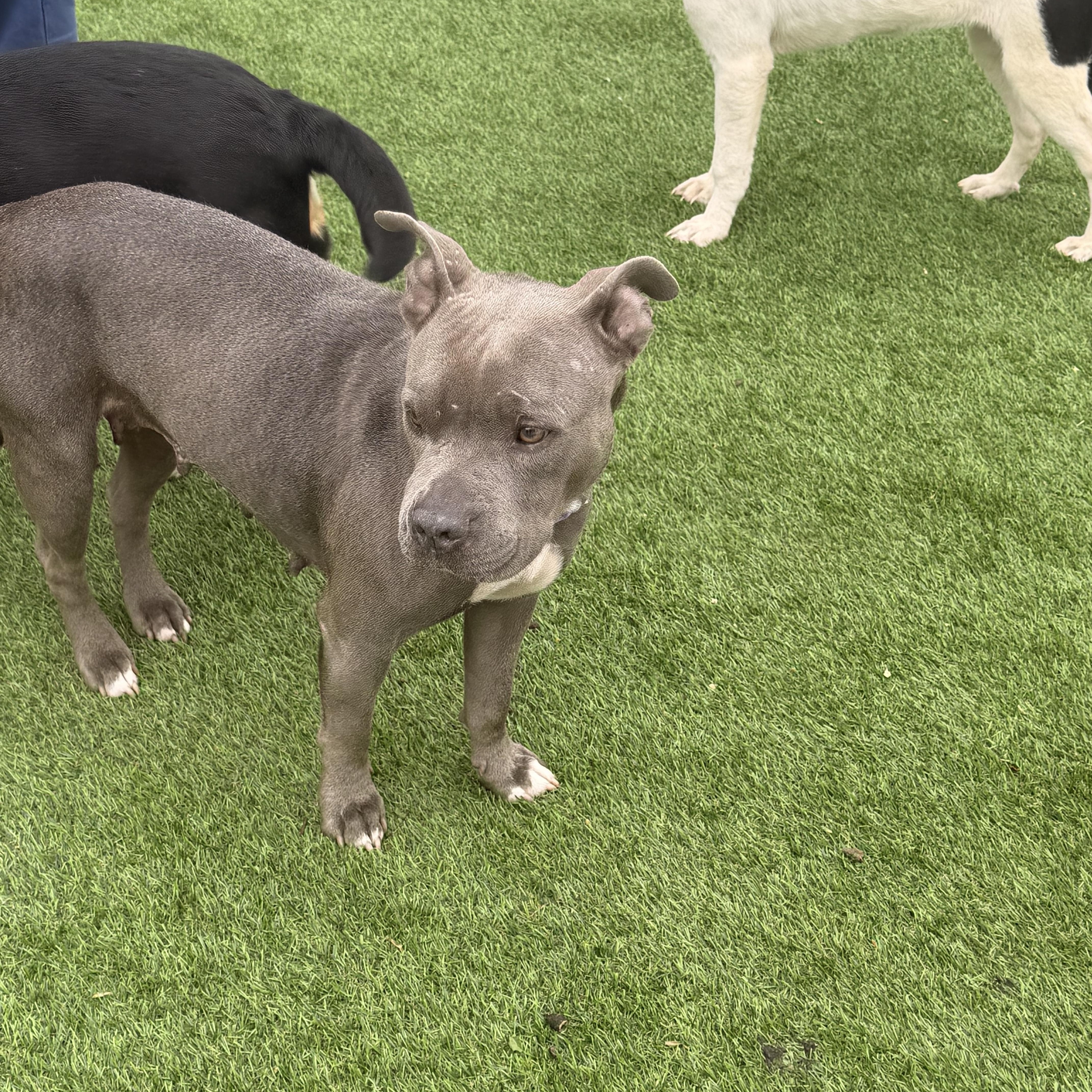 Enlarge Mama Violet, a Adoptable mixed breed in Romeoville , IL image 3/4