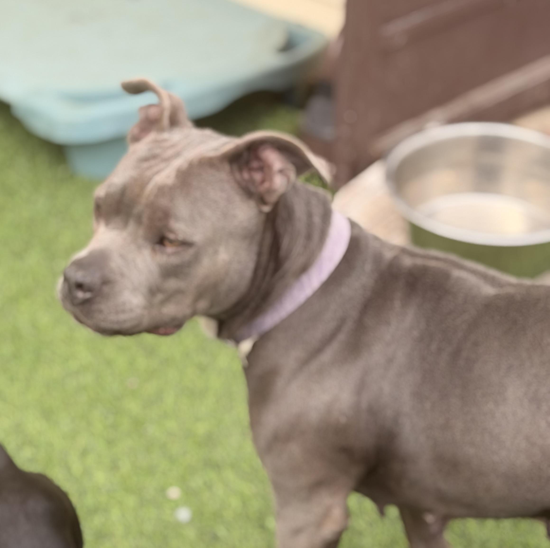 Enlarge Mama Violet, a Adoptable mixed breed in Romeoville , IL image 2/4