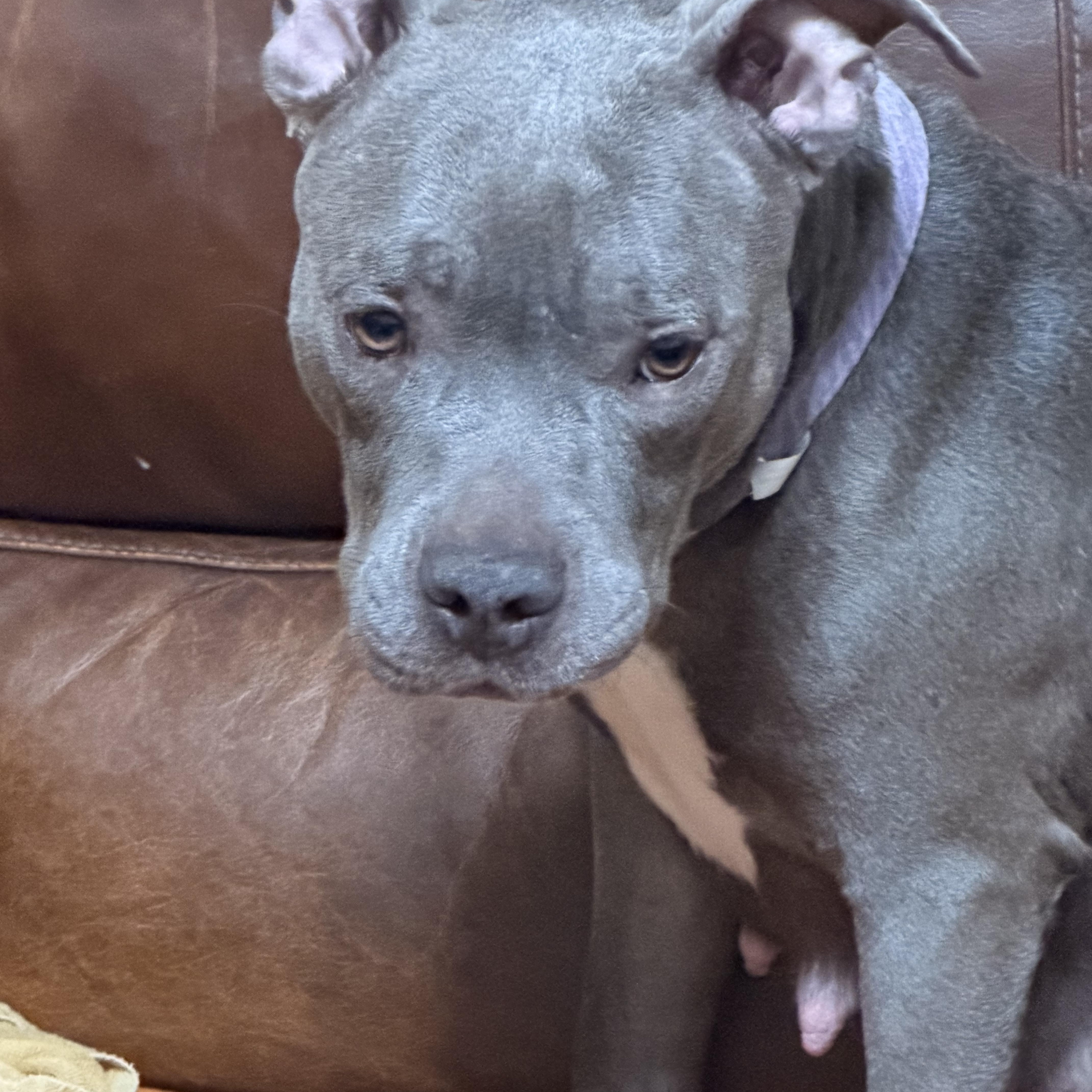Enlarge Mama Violet, a Adoptable mixed breed in Romeoville , IL image 4/4