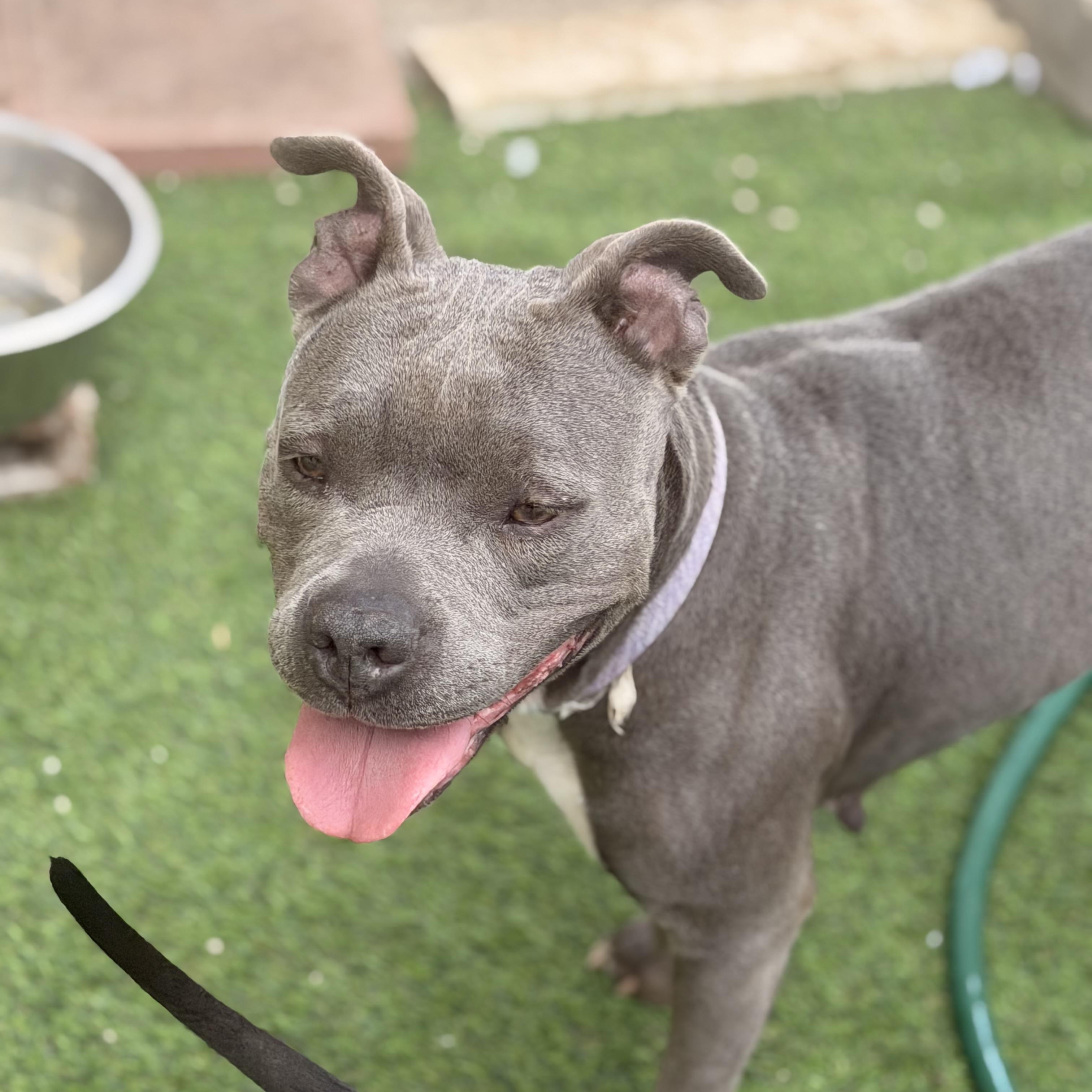 Enlarge Mama Violet, a Adoptable mixed breed in Romeoville , IL image 1/4