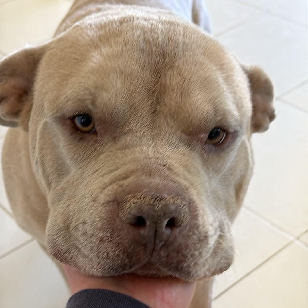 Enlarge Zeus, a ADOPTABLE Pit Bull Terrier in Westland, MI image 1/5
