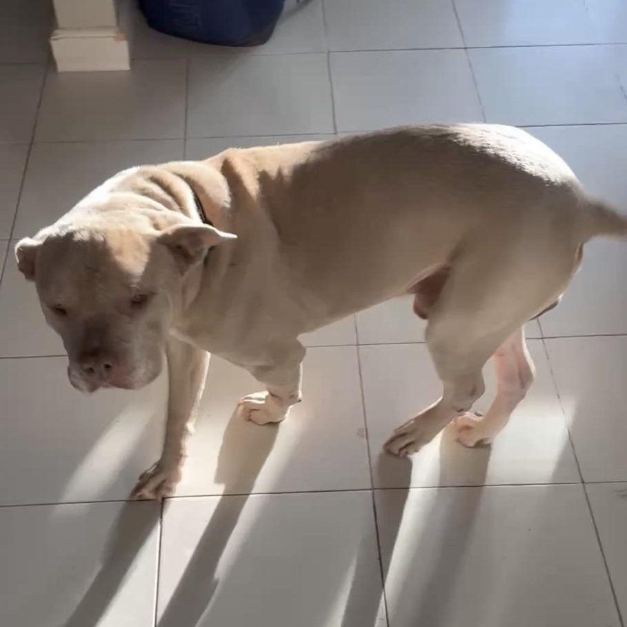 Enlarge Zeus, a ADOPTABLE Pit Bull Terrier in Westland, MI image 5/5