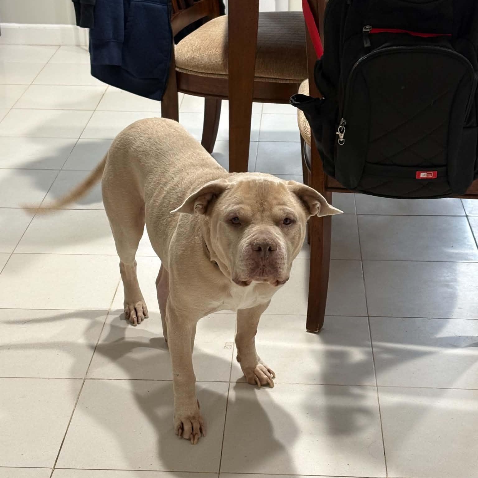 Enlarge Zeus, a ADOPTABLE Pit Bull Terrier in Westland, MI image 2/5