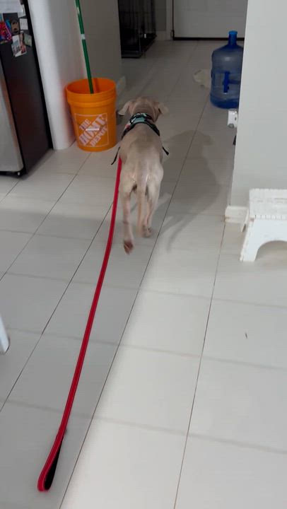 Enlarge Zeus, a ADOPTABLE Pit Bull Terrier in Westland, MI video 4/5