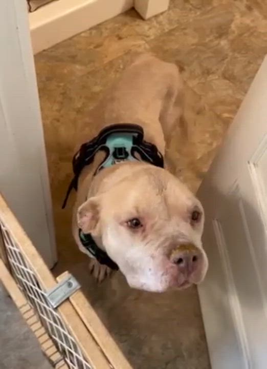 Enlarge Zeus, a ADOPTABLE Pit Bull Terrier in Westland, MI video 3/5