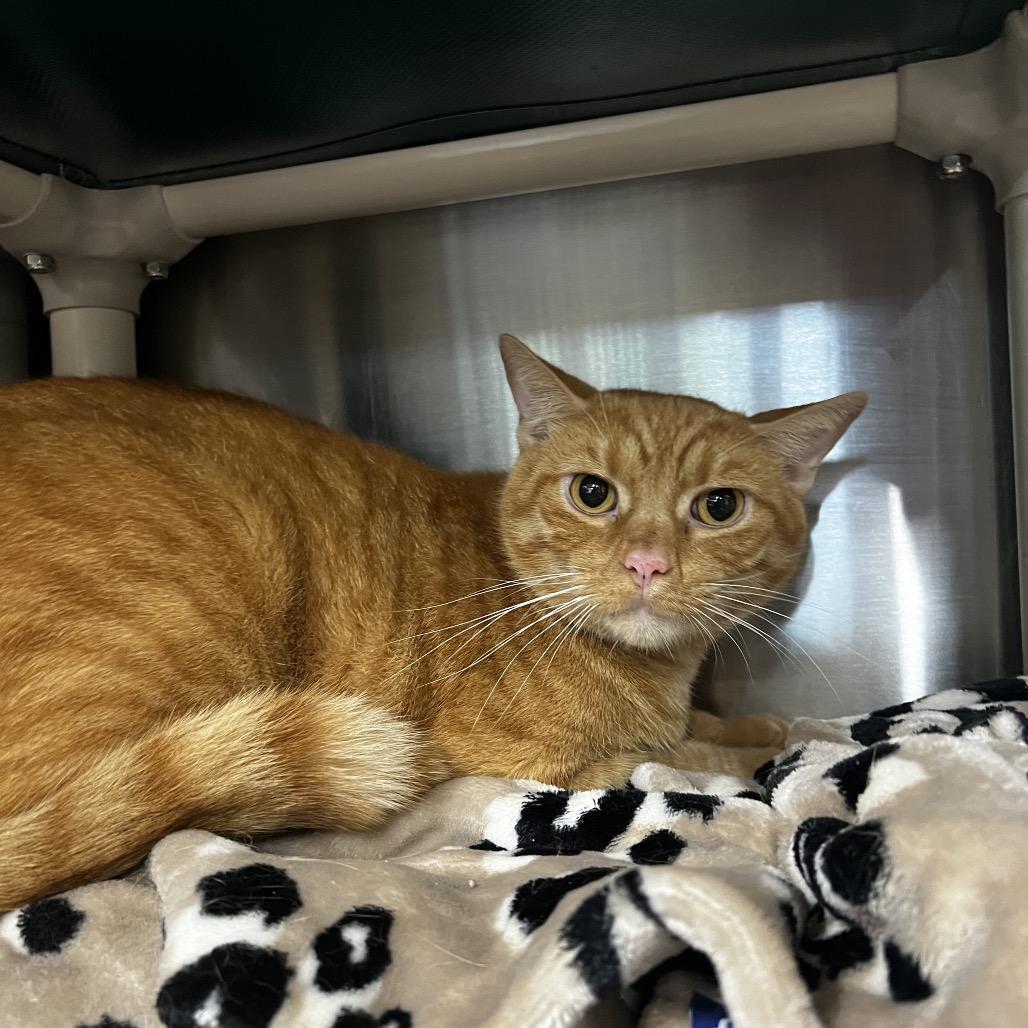 Enlarge Tigger, a Adoptable Domestic Short Hair in Harrisville, WV image 1/2