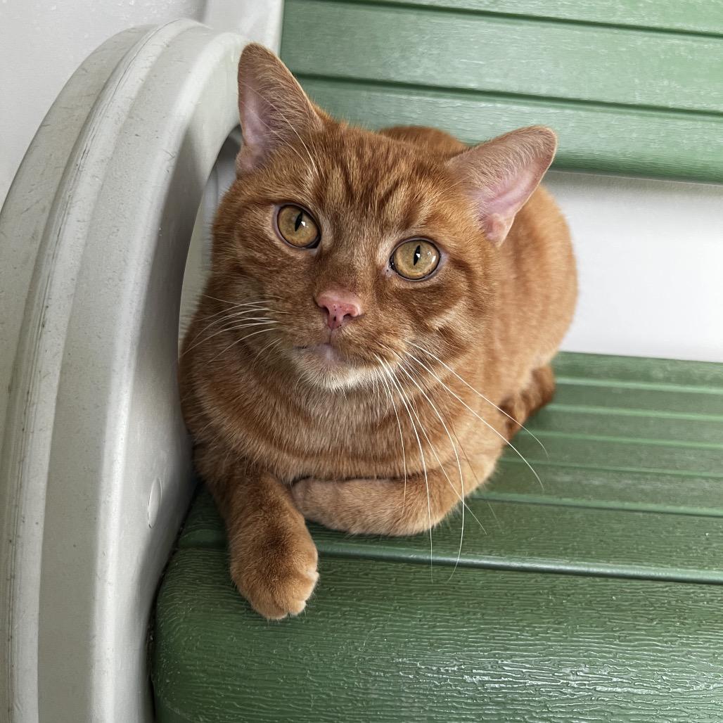 Enlarge Tigger, a Adoptable Domestic Short Hair in Harrisville, WV image 2/2