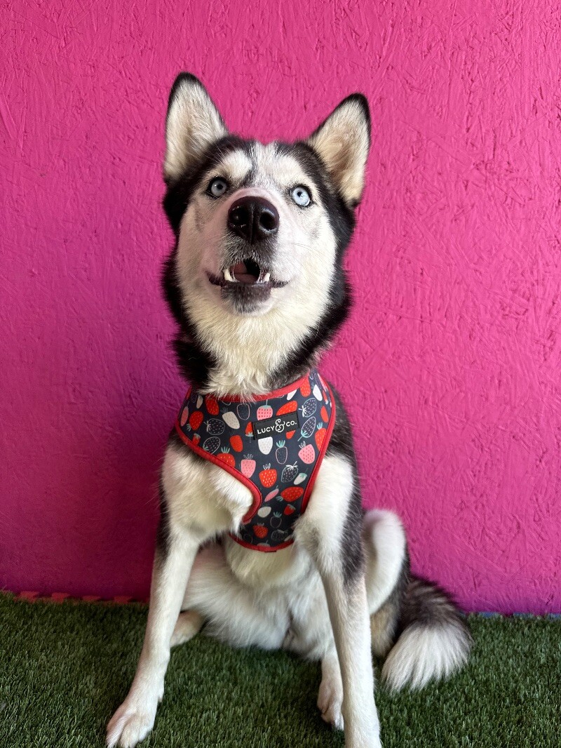 Dog for adoption Pickles, a Siberian Husky Mix in Aliso Viejo, CA