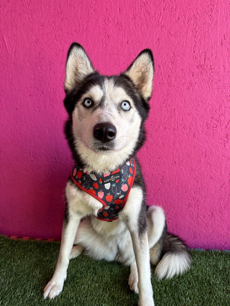 Dog for adoption Pickles, a Siberian Husky Mix in Aliso Viejo, CA