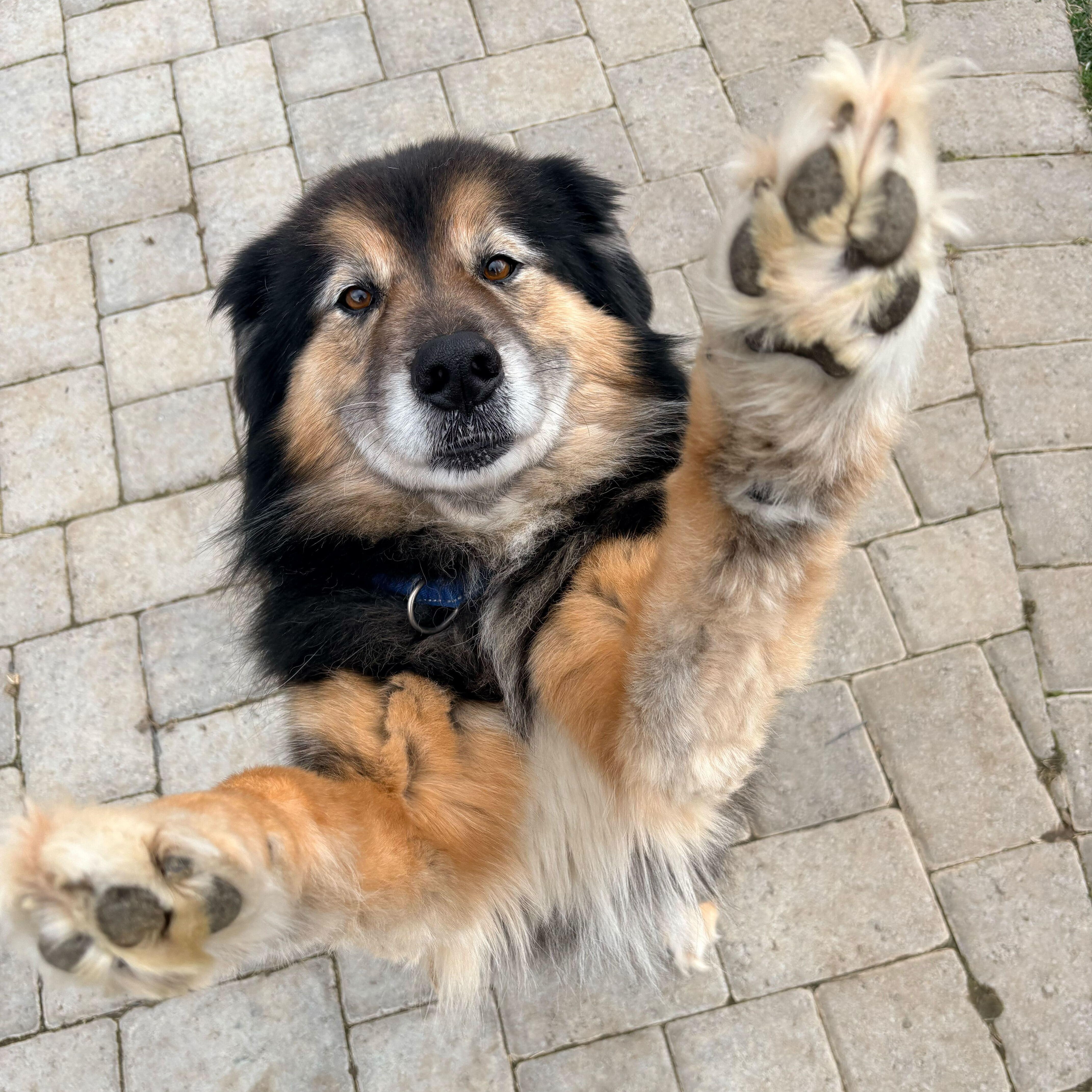 Enlarge Fiona, a ADOPTABLE mixed breed in Ellensburg, WA image 3/5