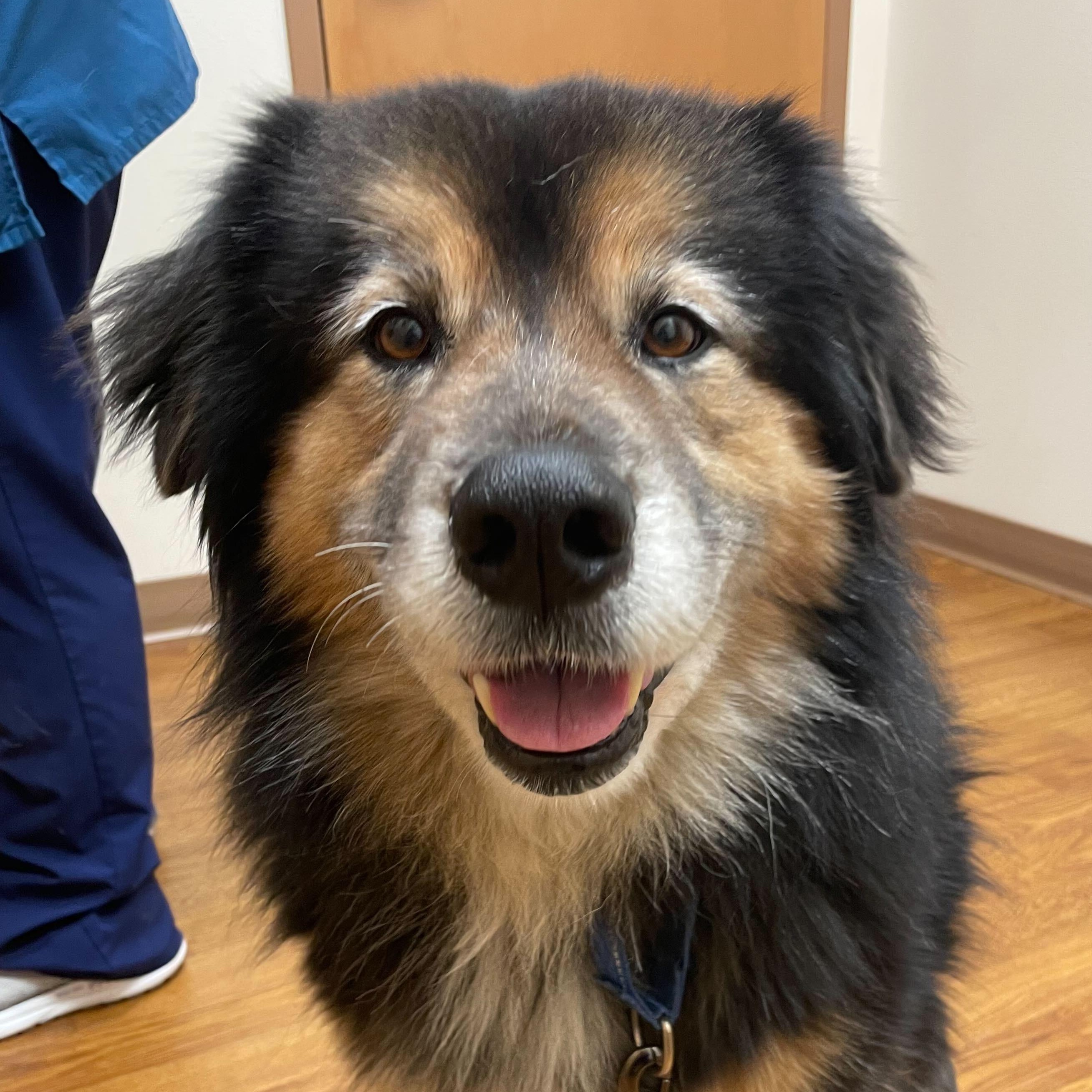 Enlarge Fiona, a ADOPTABLE mixed breed in Ellensburg, WA image 2/5