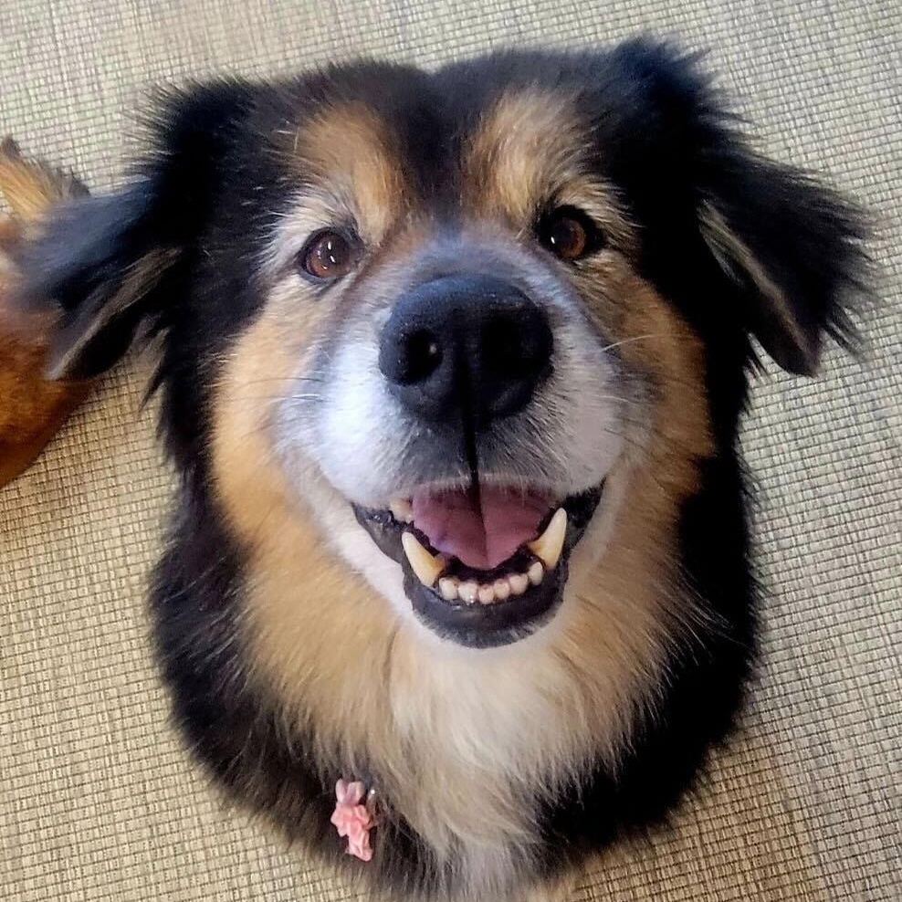 Enlarge Fiona, a ADOPTABLE mixed breed in Ellensburg, WA image 5/5