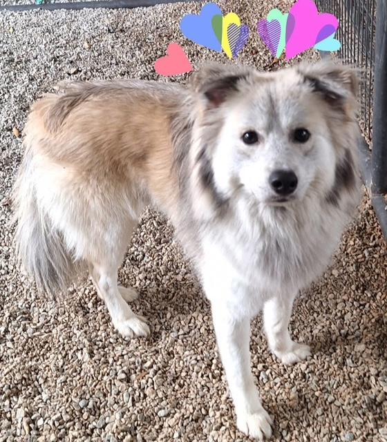 Enlarge Klaus (Sweetest Family Dog), a ADOPTABLE mixed breed in Newfoundland, PA image 1/5