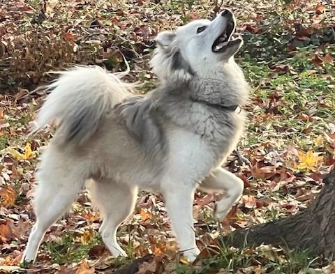 Enlarge Klaus (Sweetest Family Dog), a ADOPTABLE mixed breed in Newfoundland, PA image 2/5