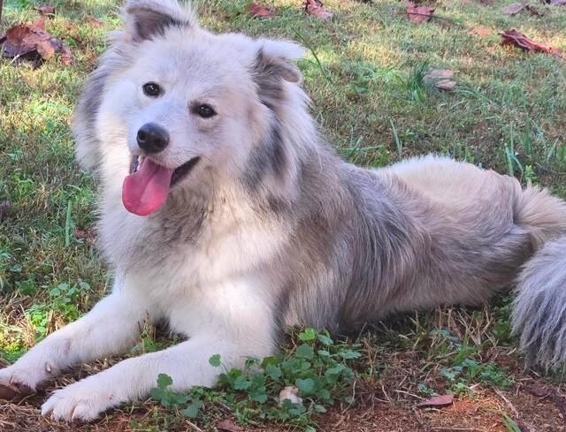 Enlarge Klaus (Sweetest Family Dog), a ADOPTABLE mixed breed in Newfoundland, PA image 3/5