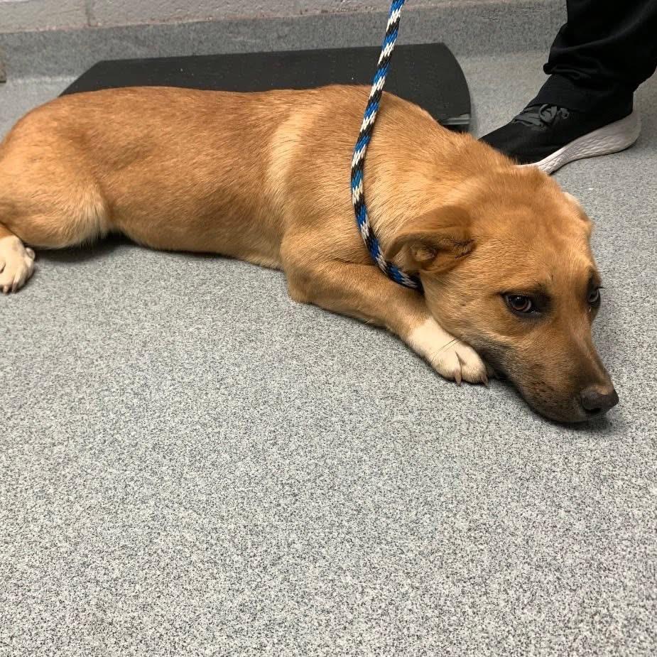 Enlarge Pancake, a Adoptable mixed breed in Aberdeen, NC image 1/1