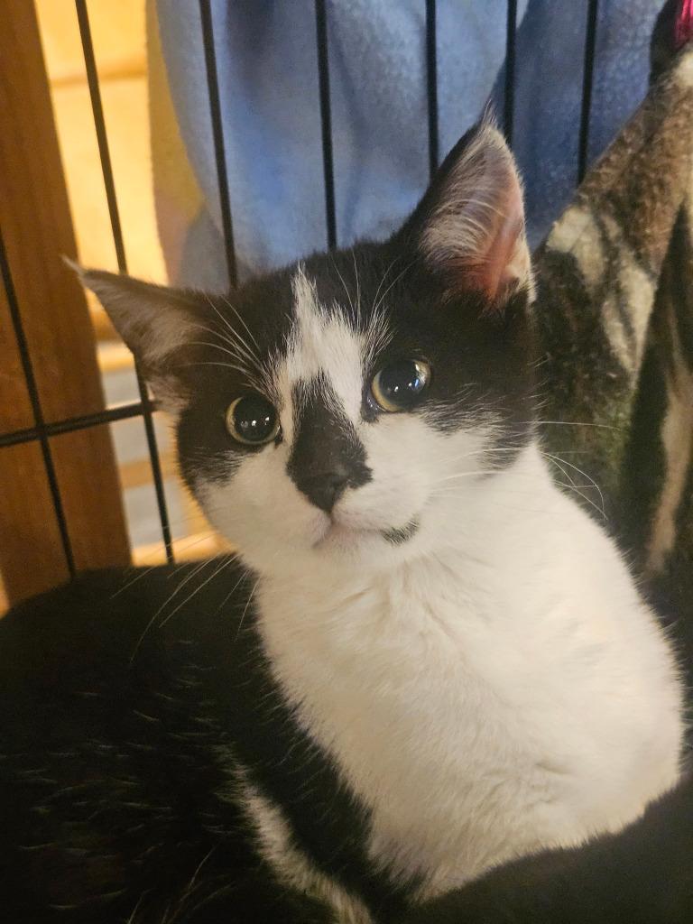 Enlarge Reeses Pieces, an adopted mixed breed in St. Cloud, MN image 1/1