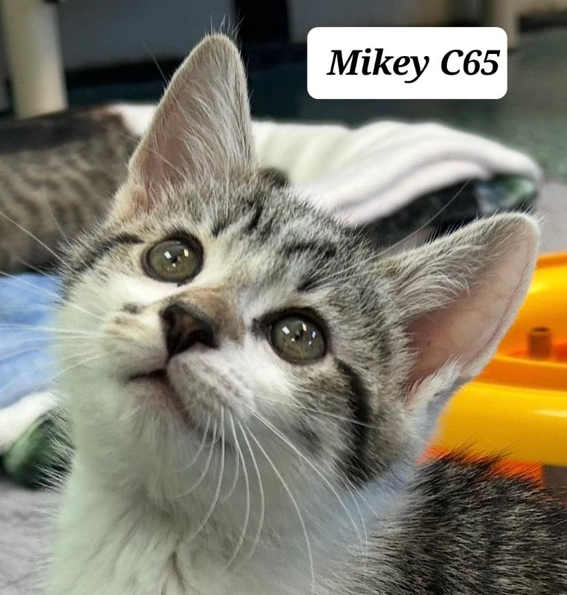 Mikey, ADOPTABLE, Kitten Male Domestic Short Hair.