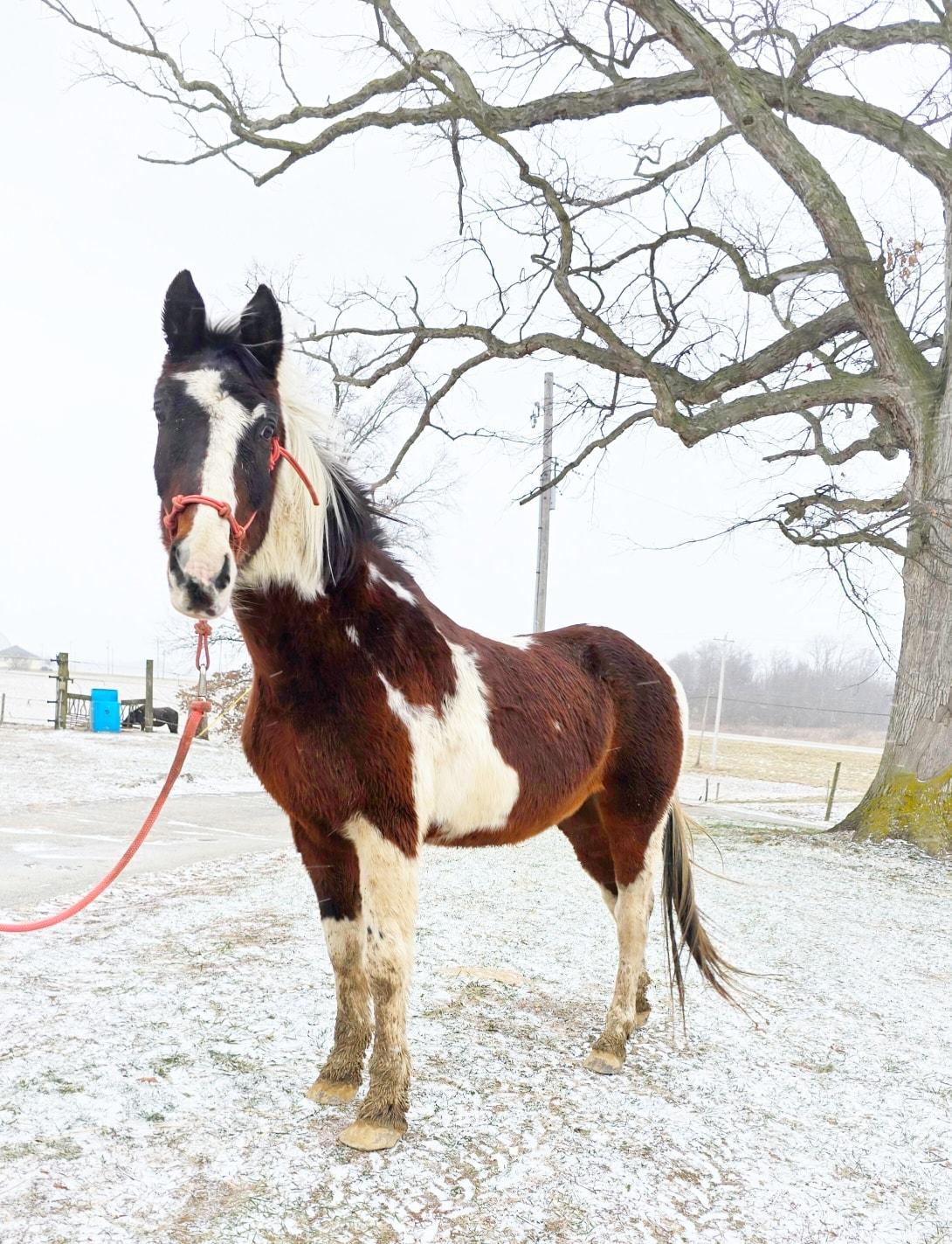Enlarge Rocky, a ADOPTABLE Grade in Upper Sandusky, OH image 1/1