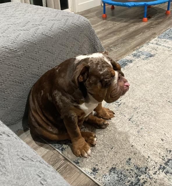 Tootsie, a Adoptable English Bulldog in Hayward, CA image 1/6