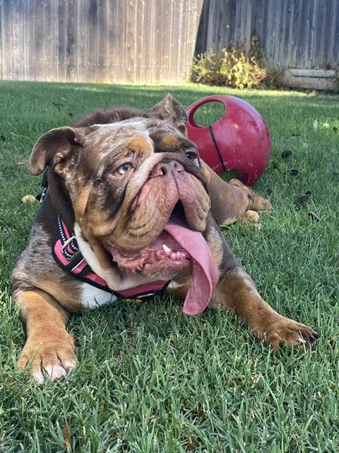 Tootsie, a Adoptable English Bulldog in Hayward, CA image 3/6