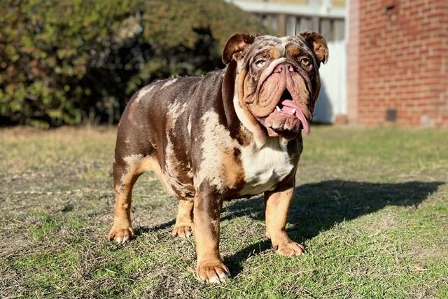 Tootsie, a Adoptable English Bulldog in Hayward, CA image 4/6