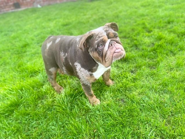 Tootsie, a Adoptable English Bulldog in Hayward, CA image 5/6