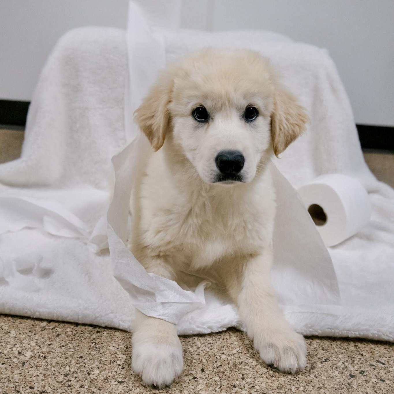 Charmin, ADOPTABLE, Puppy Female Great Pyrenees.