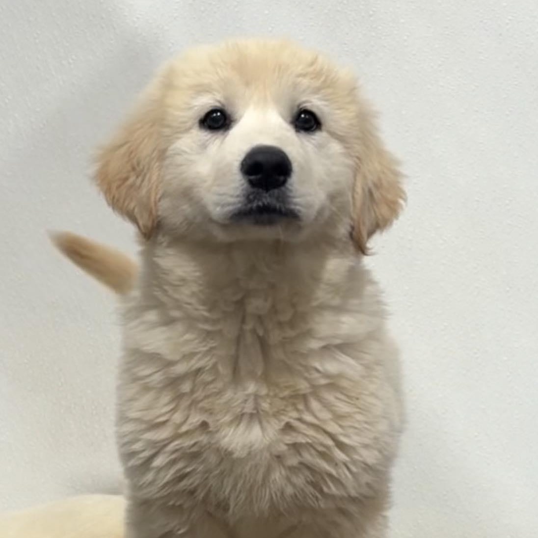 Enlarge Charmin, a ADOPTABLE Great Pyrenees in Valparaiso, IN image 2/2