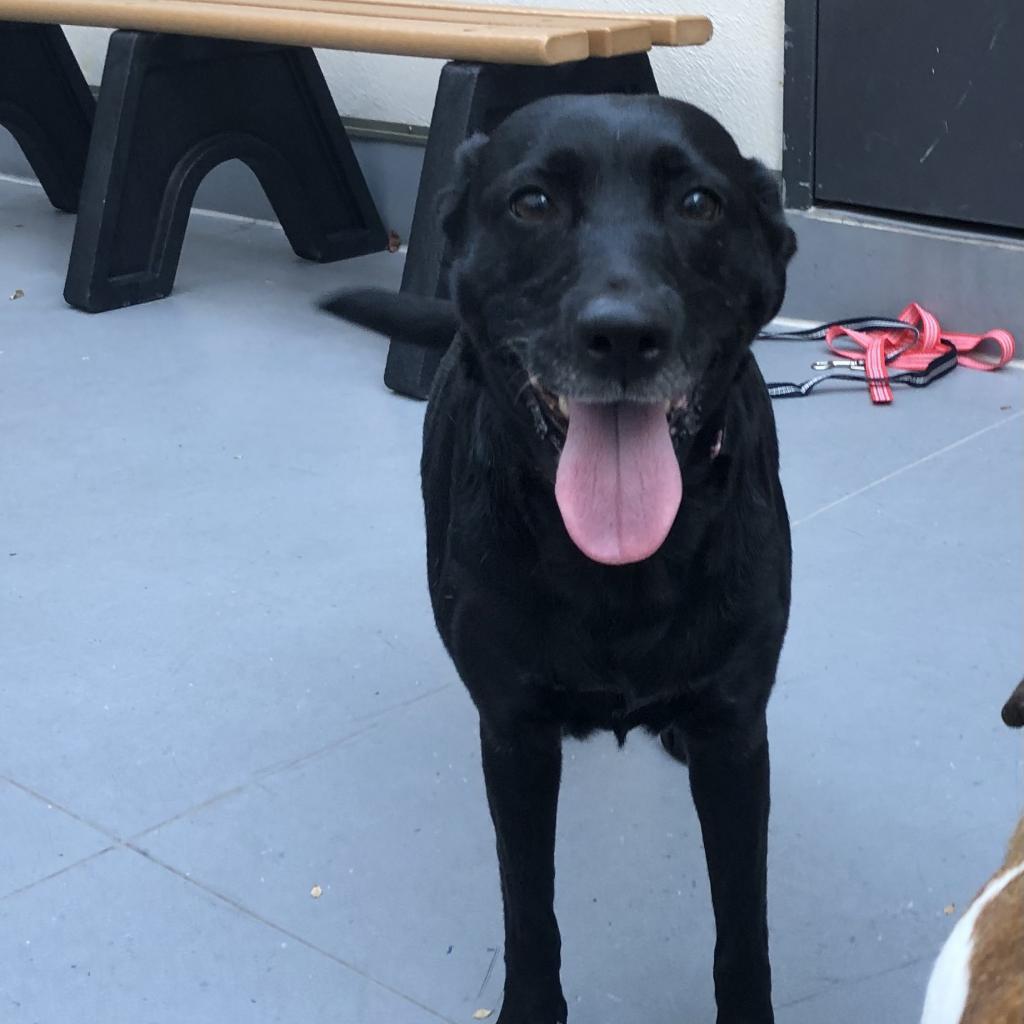 Enlarge Sophie, a Adoptable mixed breed in Philadelphia, PA image 1/6