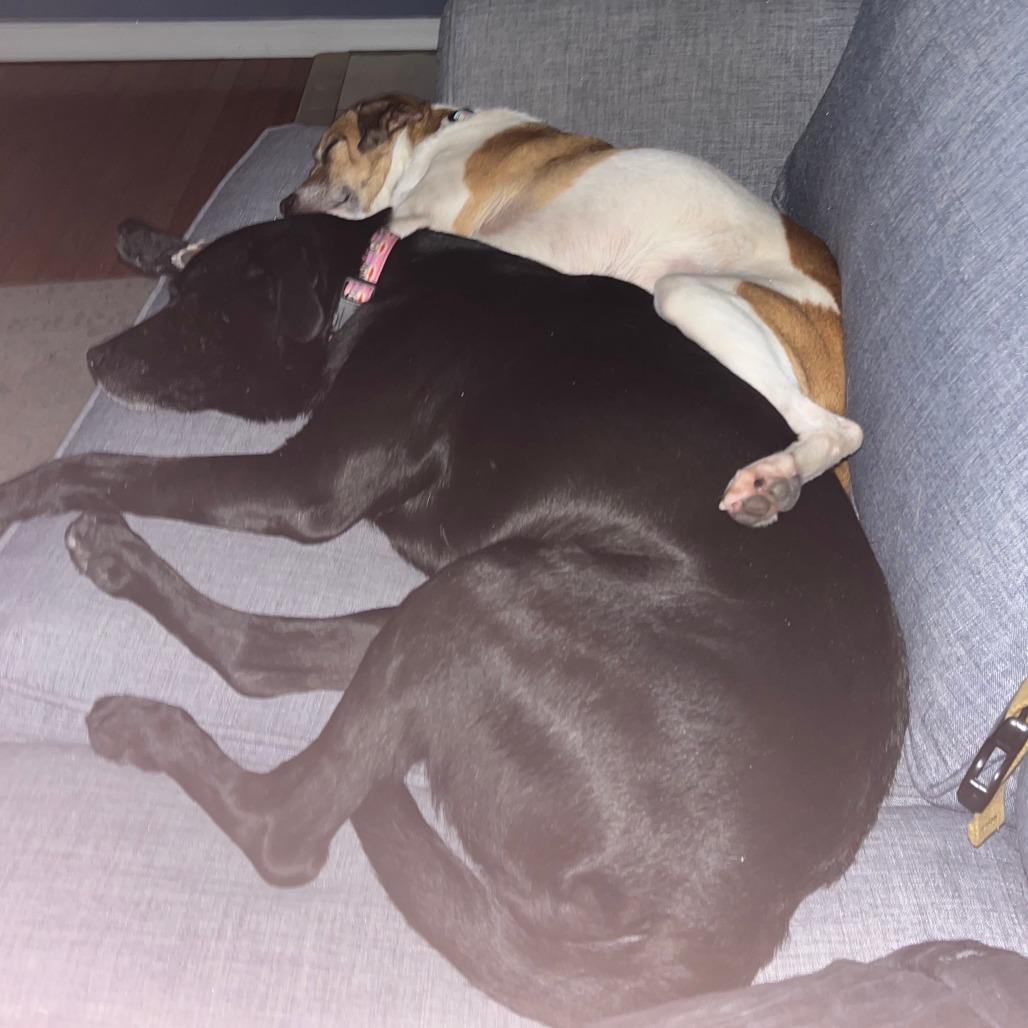 Enlarge Sophie, a Adoptable mixed breed in Philadelphia, PA image 2/6