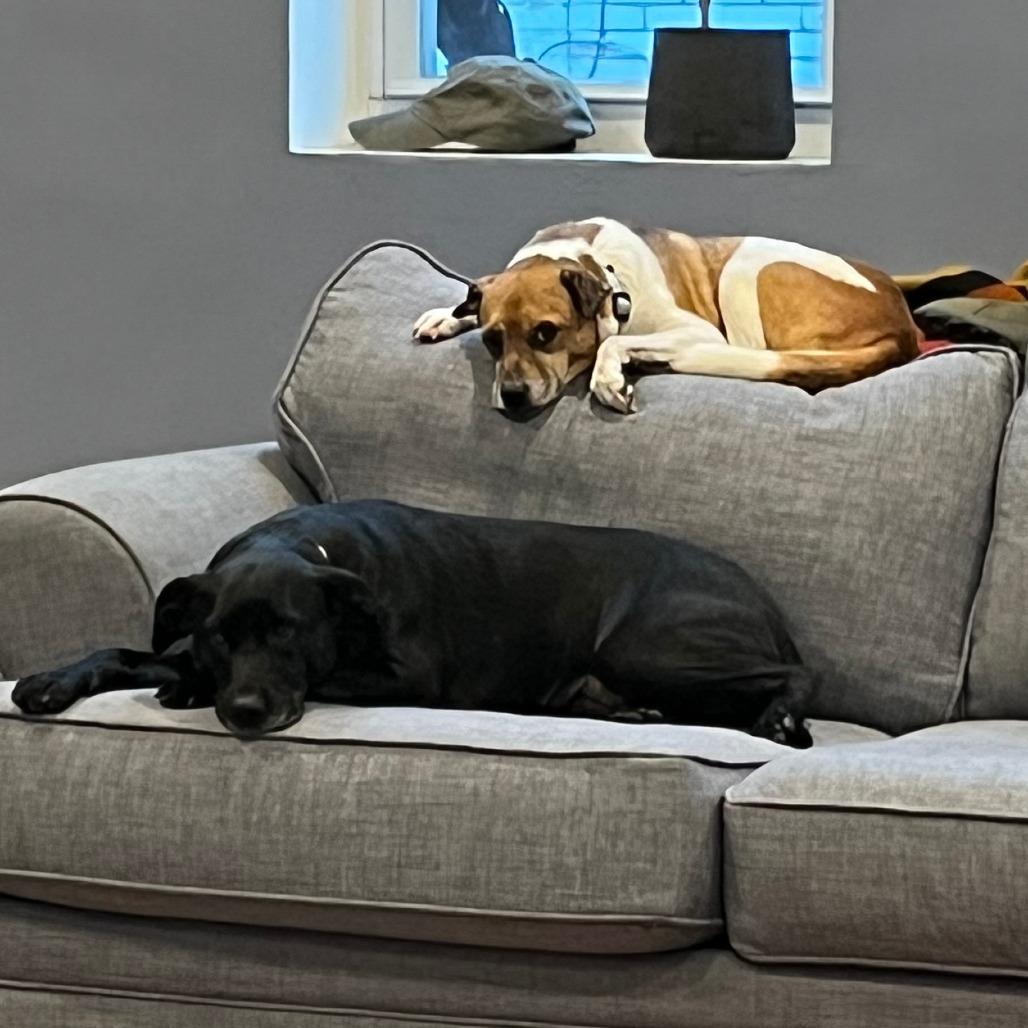 Enlarge Sophie, a Adoptable mixed breed in Philadelphia, PA image 3/6