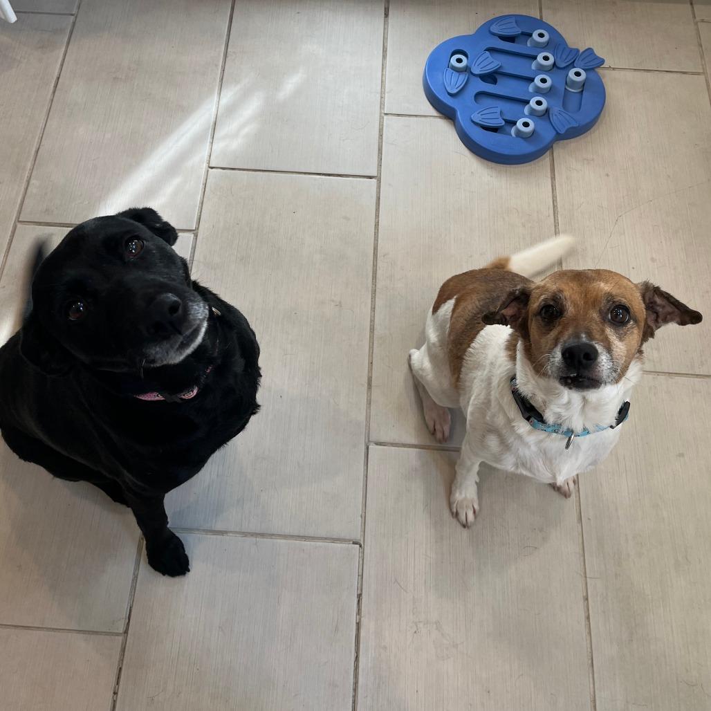 Enlarge Sophie, a Adoptable mixed breed in Philadelphia, PA image 3/6