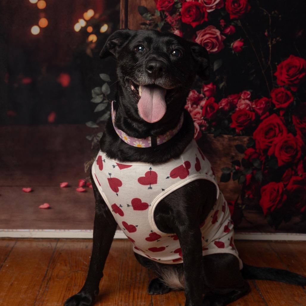 Enlarge Sophie, a Adoptable mixed breed in Philadelphia, PA image 5/6