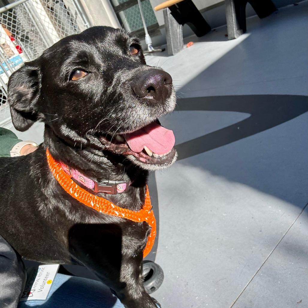 Enlarge Sophie, a Adoptable mixed breed in Philadelphia, PA image 6/6