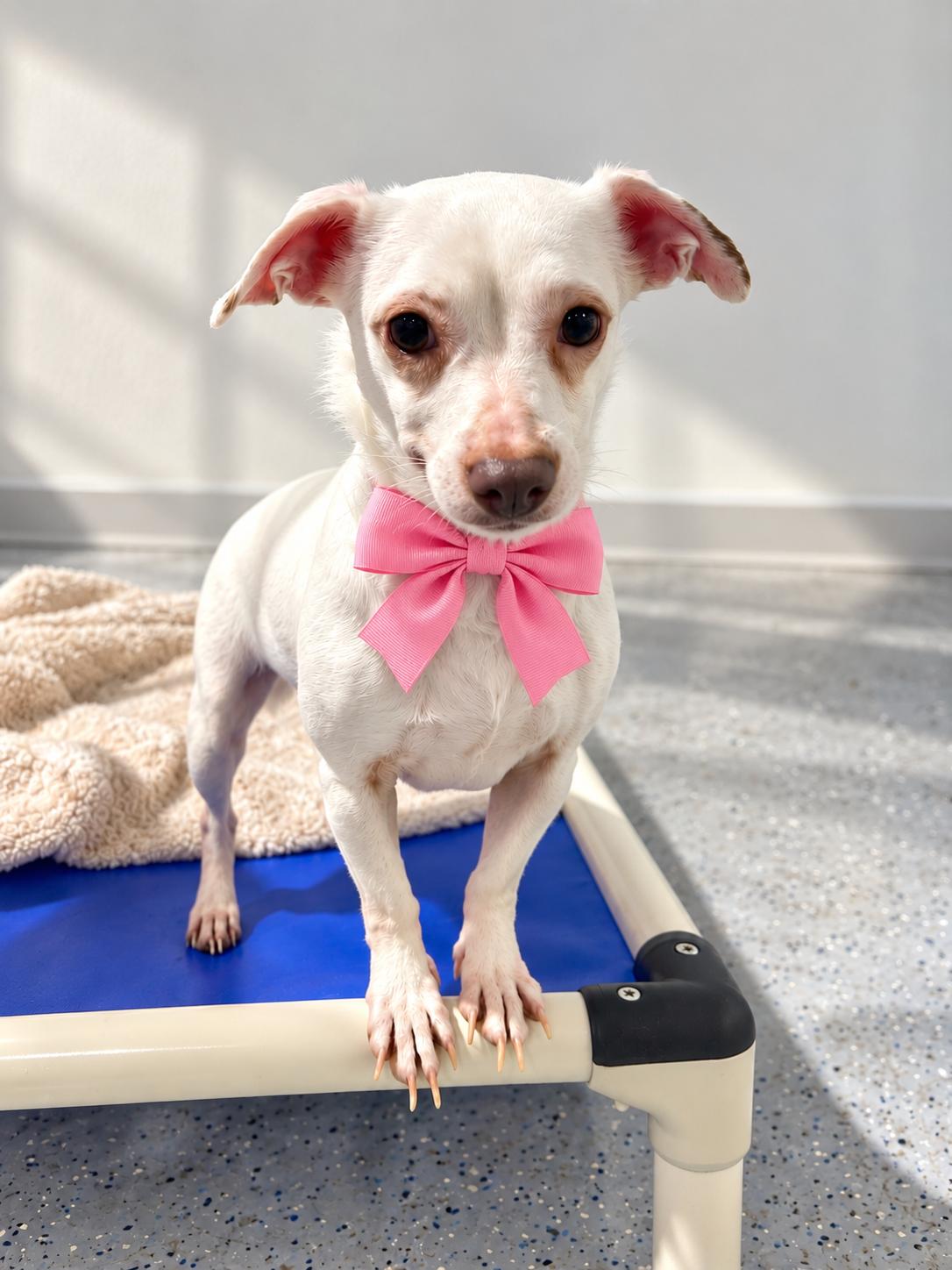 Enlarge Sugar, a Adopted mixed breed in Jacksonville, FL image 1/6