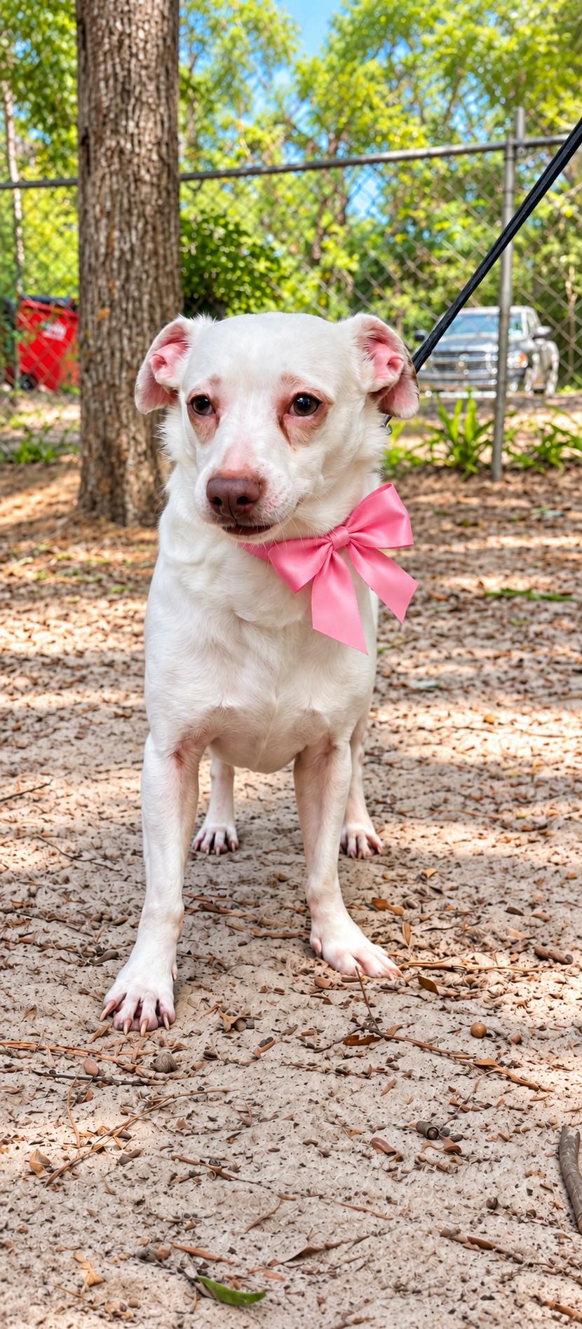 Enlarge Sugar, a Adopted mixed breed in Jacksonville, FL image 3/6