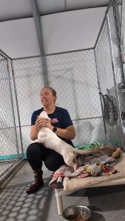 Enlarge Sugar, a Adopted mixed breed in Jacksonville, FL video 4/6