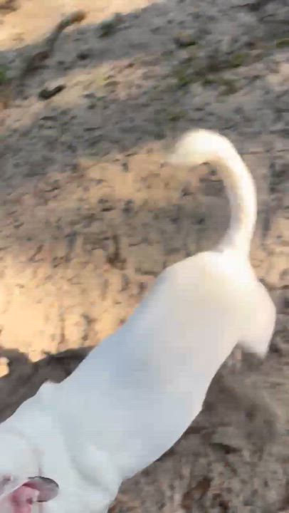 Enlarge Sugar, a Adopted mixed breed in Jacksonville, FL video 6/6