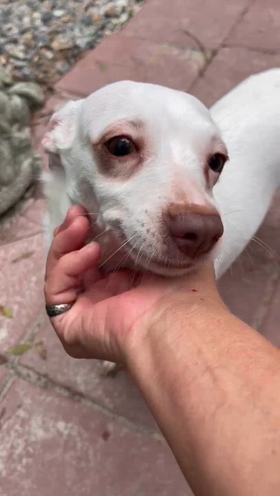 Enlarge Sugar, a Adopted mixed breed in Jacksonville, FL video 2/6