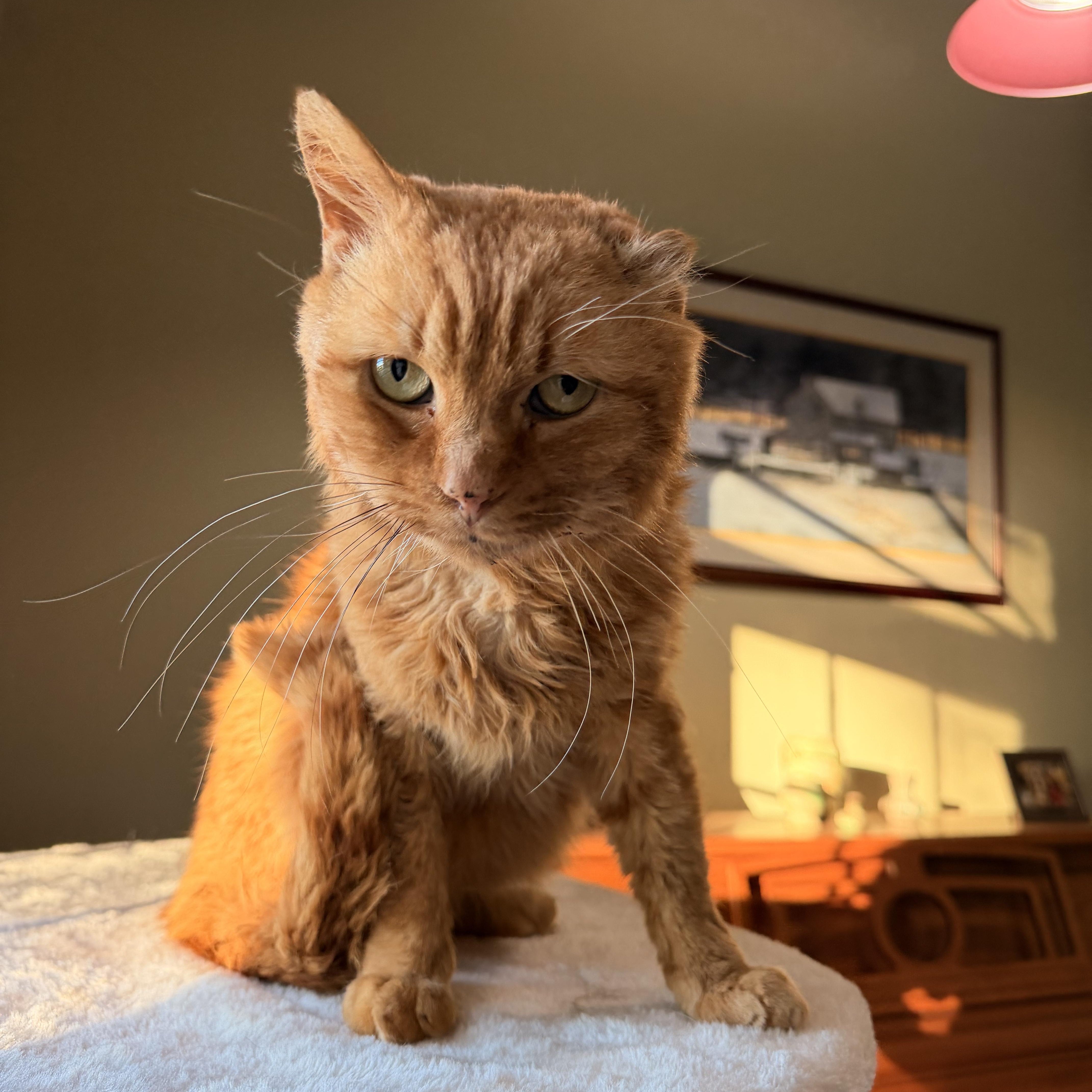 Orange Julius (OJ), a Adoptable Domestic Short Hair in Scranton, PA image 5/6