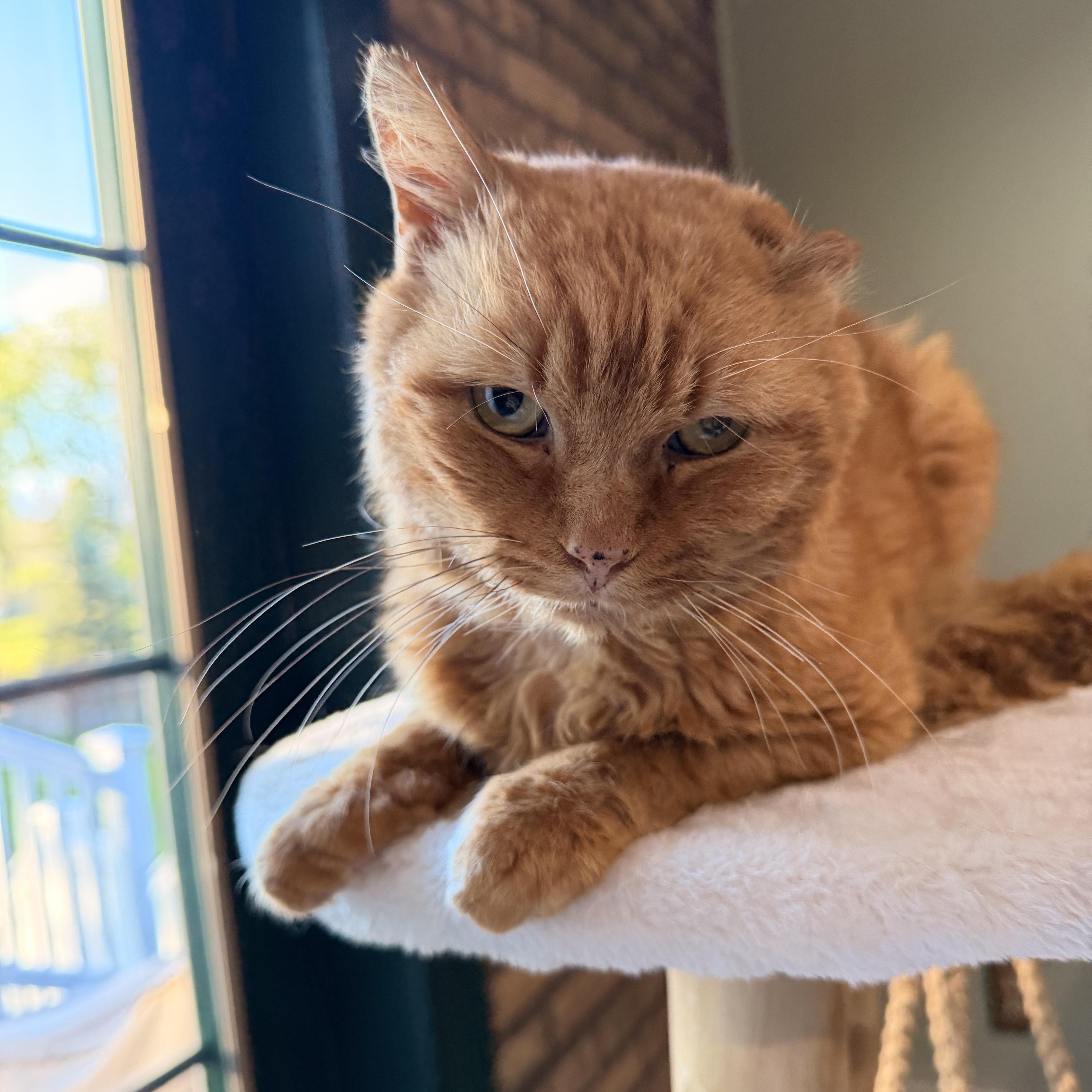 Orange Julius (OJ), a Adoptable Domestic Short Hair in Scranton, PA image 6/6