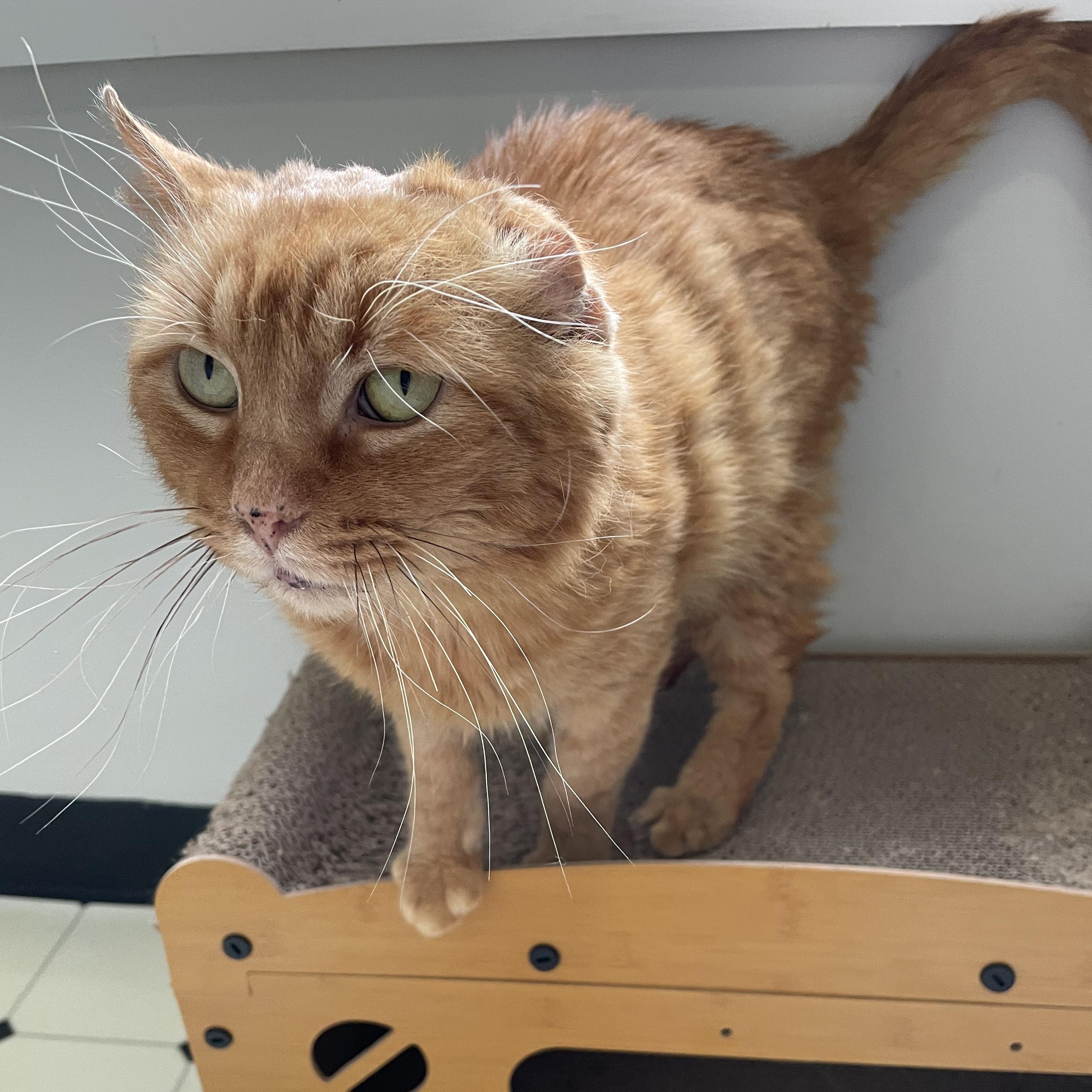 Orange Julius (OJ), a Adoptable Domestic Short Hair in Scranton, PA image 2/6